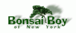 Bonsai Boy